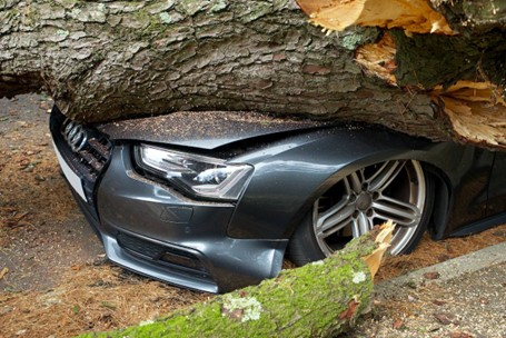 A branch falls on a car